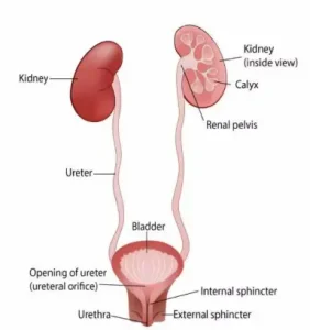 Urinary Tract Infections