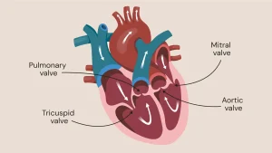 Heart Valves