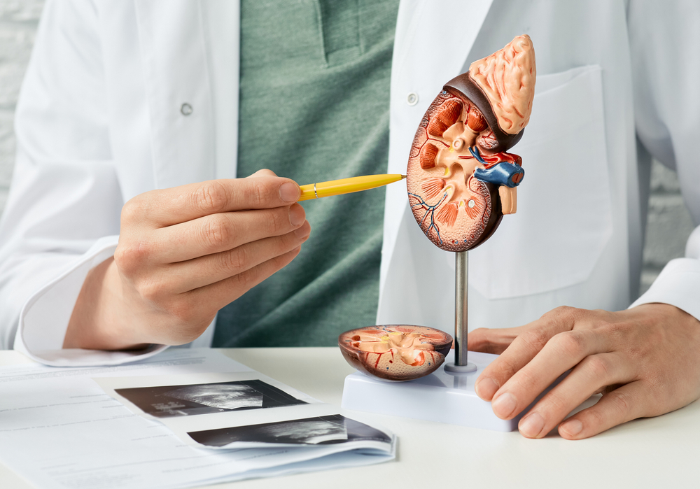 Brief Introduction to the Kidneys: Functions and Diseases