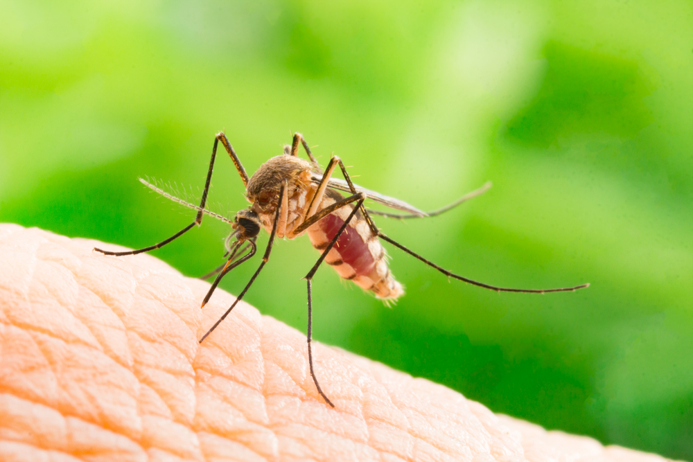 mosquitoes dangerous diseases