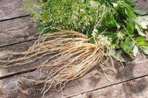 Fresh,Valerian,Roots,On,Wooden,Background,With,Fresh,Leaves,And