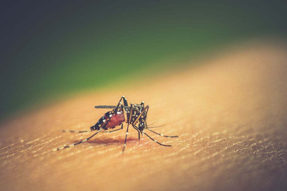 dengue fever aedes mosquito