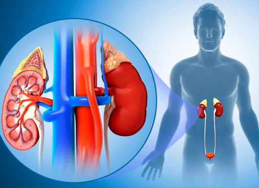 pair of kidneys in your body