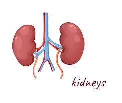 pair of kidneys in your body