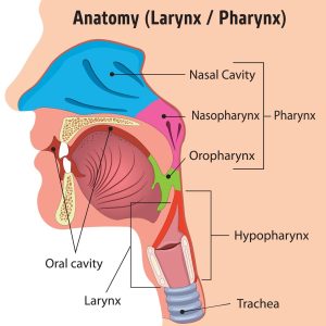 Nasopharyngeal Cancer, Anatomy of Pharynx