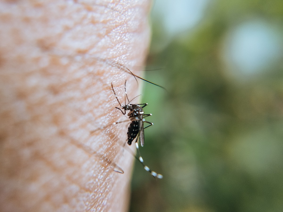 New Study Found Mosquitoes in Asia Becoming More Resistant to Insecticides