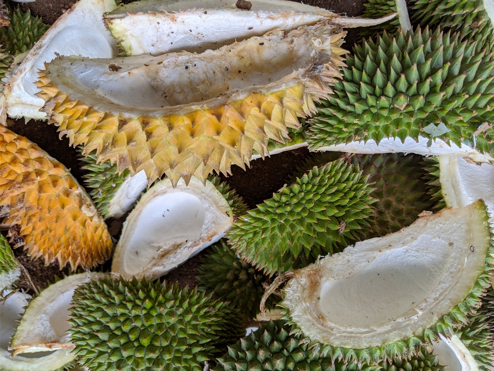 Study Finds Link Between Durian Skins & Dengue