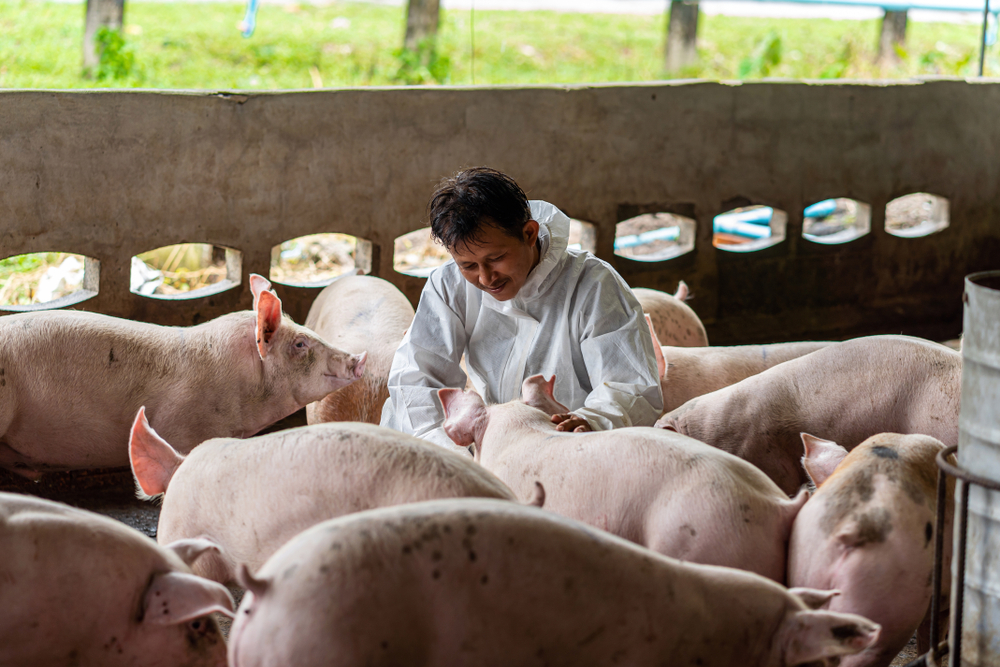 African Swine Fever: Understanding the Deadly Virus Threatening the Global Pig Population