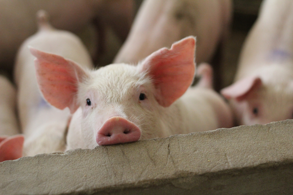 New Study in Singapore Finds Increased Pandemic Risk From Pigs