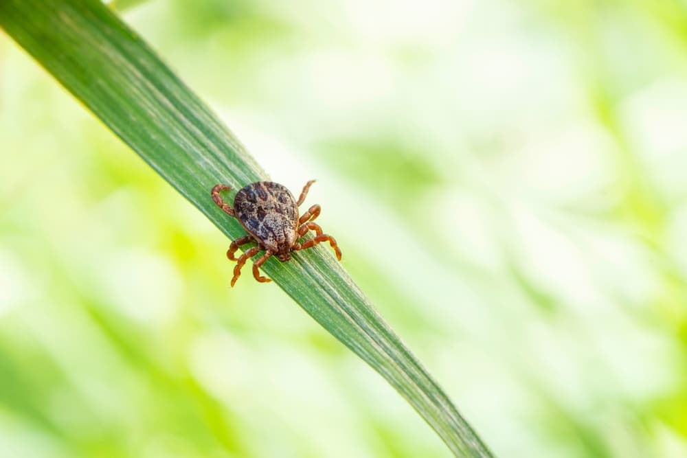Japan Reports First Human-to-Human Transmission of Tick-Borne Virus SFTS