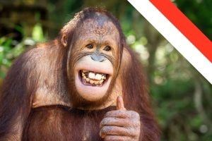 orangutan rakus treats own wound