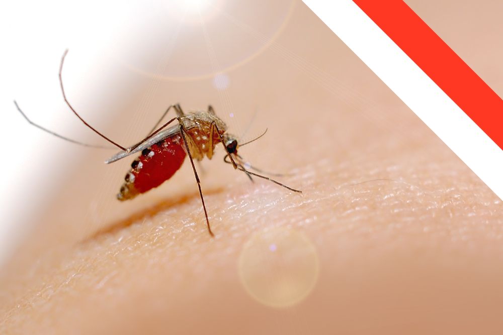 Dengue Fever Explodes in Indonesia: 200% Surge