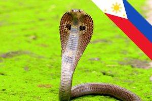 cobra philippines antivenom