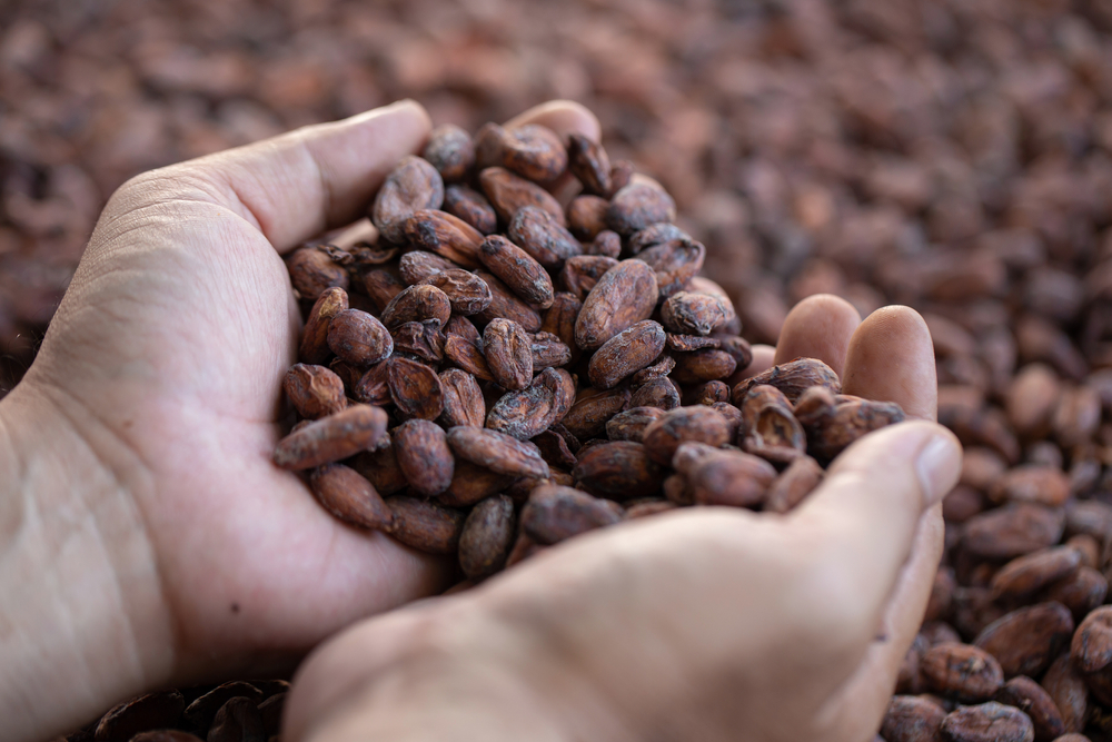 New Study Reveals Cocoa Extract Could Boost Brain Health