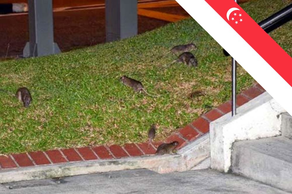 Rat Infestation In Singapore: Why Is It Worrying?