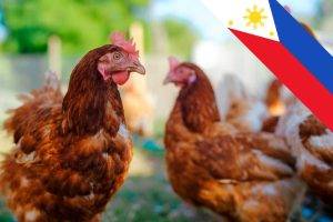 chicken imports avian flu