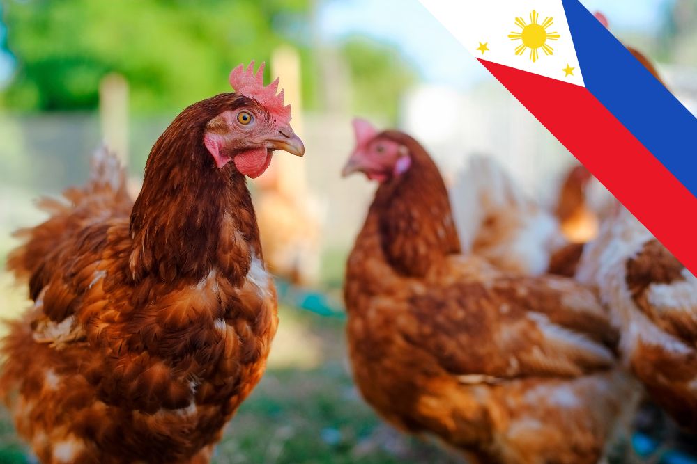 Philippines Halts Bird Imports from Australia Amid Avian Flu Outbreak