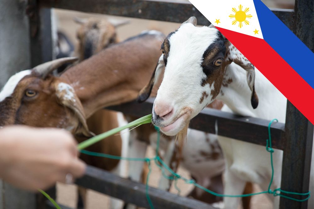 Filipino Authorities Team Up to Tackle Q Fever