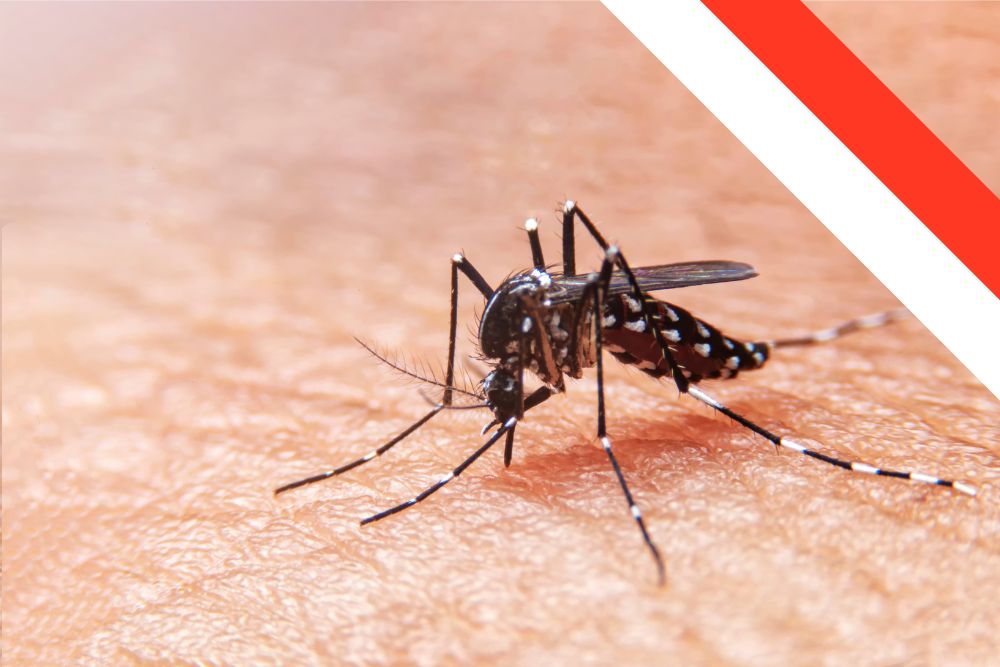 Understanding Dengue Fever Amidst Rising Cases in Indonesia