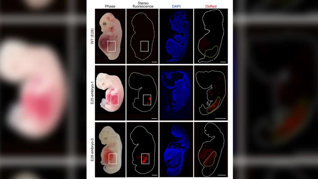 230907083140 human kidneys in pig embryos first time