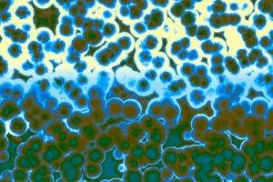 Copy of Gut Micrombe