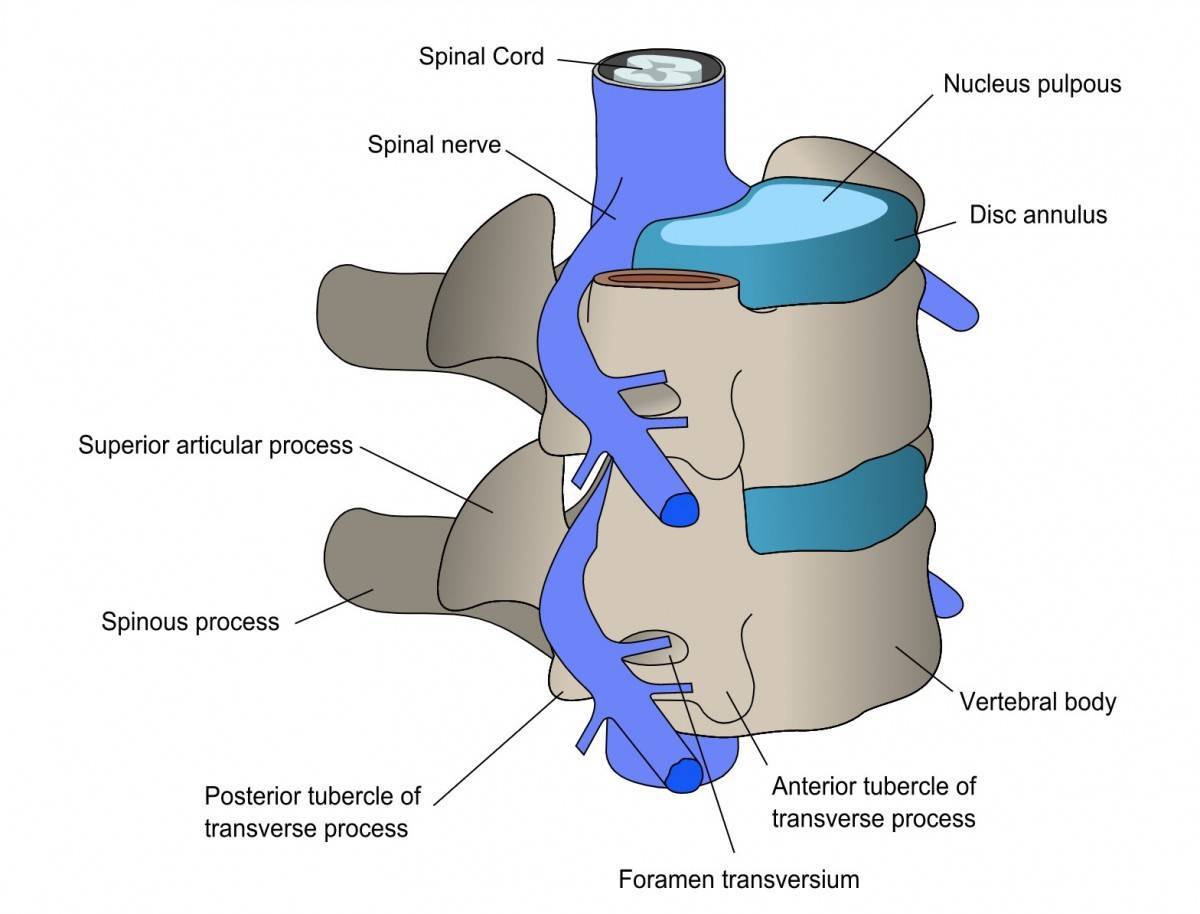 spine 