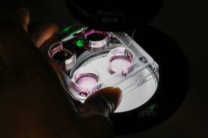 health rounds older eggs may be made suitable for ivf