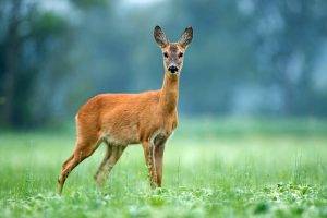 shutterstock 1119254870