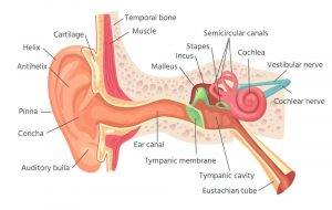 Anatomy of the Ear