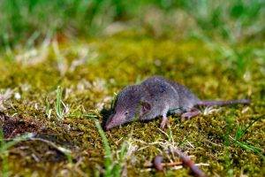 Langya virus, shrew, fruit bat