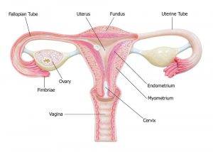 Female Reproductive System