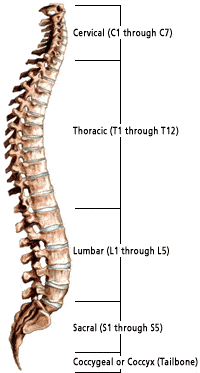 spine