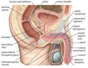 Male Reproductive System