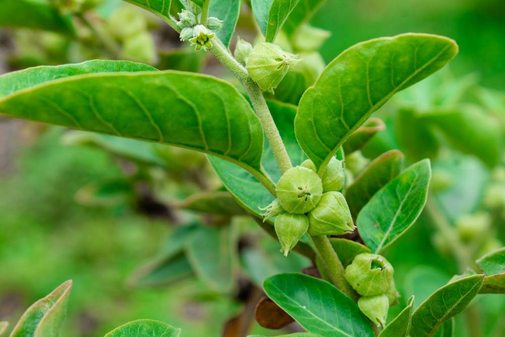 Ashwagandha,Green,Plant,Or,Withania,Somnifera,Plant,Grow,In,Garden.