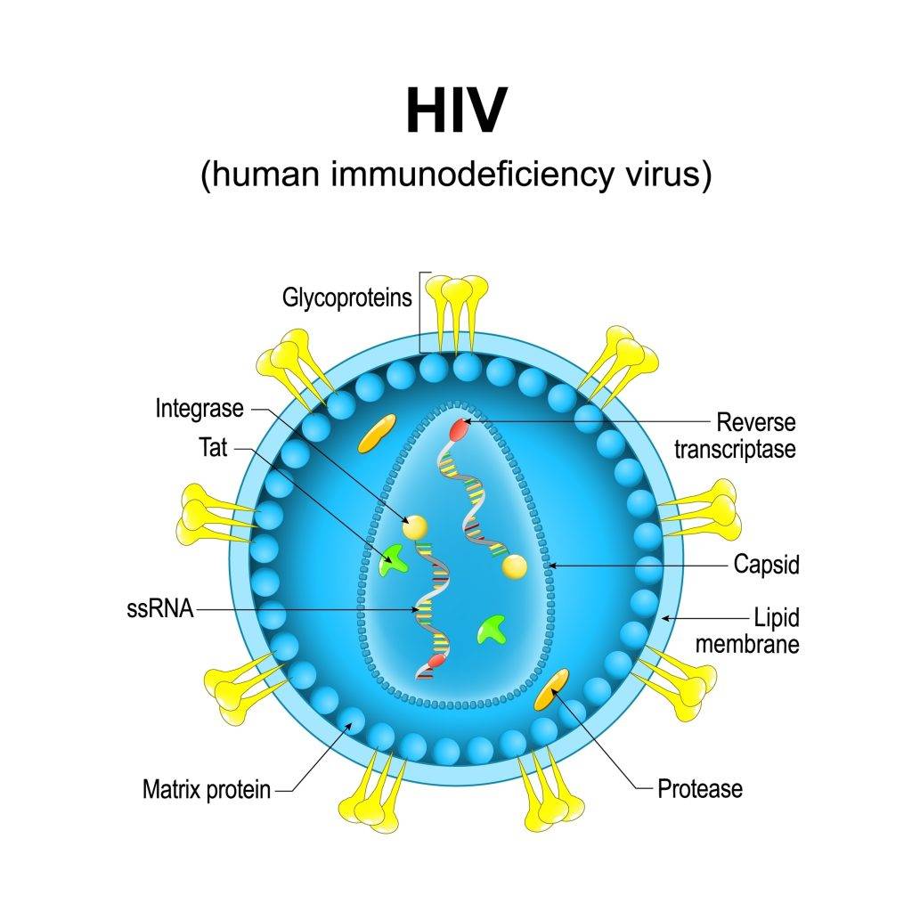 Human,Immunodeficiency,Virus.,Close up,Of,A,Hiv,Virion,Structure.,Magnified