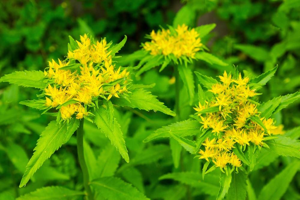 Medicinal,Plant,Golden,Root,,Rhodiola,Rosea.,Crassulaceae,Family.,Rhodiola,Rosea