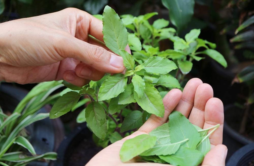 Hand,Picking,Holy,Basil,Leaves,From,Potted,Plant,For,Cooking