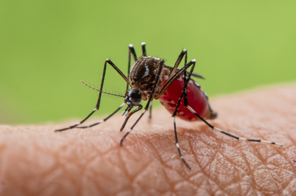 Aedes,Aegypti,Or,Yellow,Fever,Mosquito,Sucking,Blood,On,Skin,macro