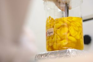 how thai silk is shaping the future of medicine delivery