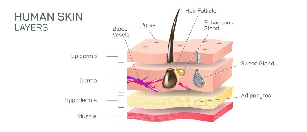 Human,Skin,Layers,Vector,Illustration.,Epidermis,,Dermis,,The,Hypodermis,Are