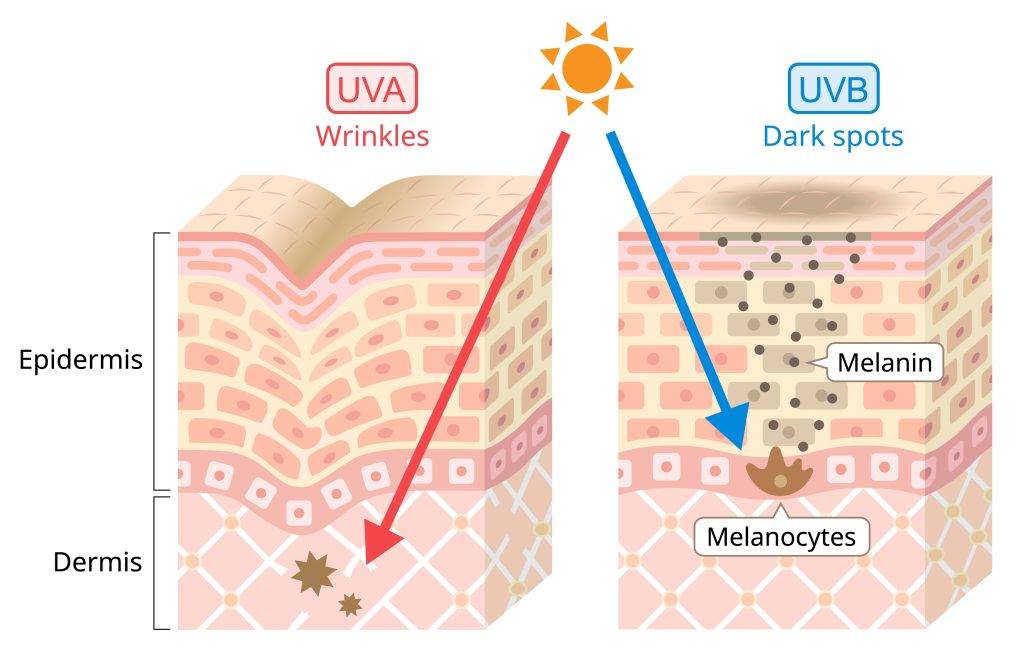 Uva,And,Uvb,Radiation,Penetrate,Into,The,Skin