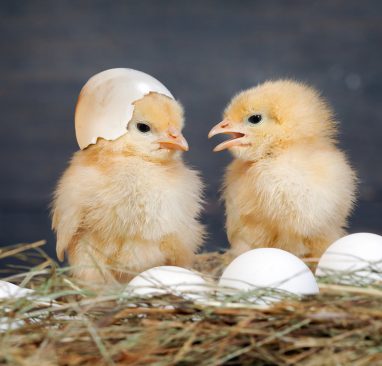 newborn chicks with shell